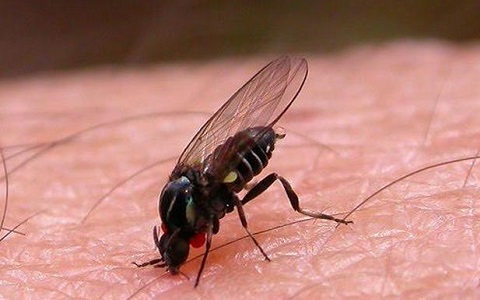 Incidencias con las moscas negras en Madrid